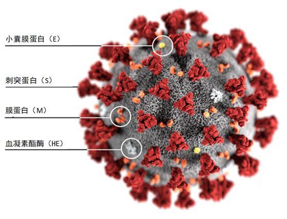 sars-cov-2隶属网巢病毒目(nidoviales),冠状病毒科(coronaviridae)