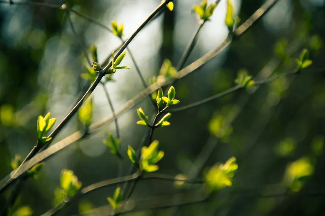 诗词丨我们站在春天里,不说话,就十分美好_春风