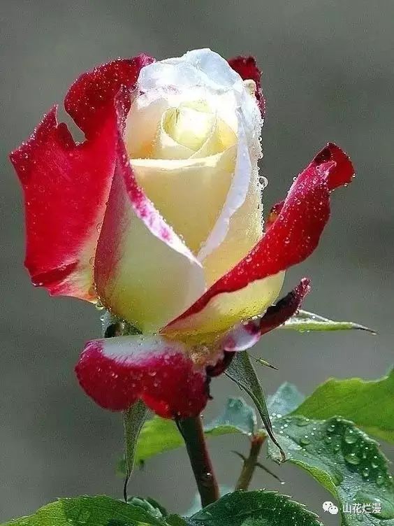 三八节,你是可爱的一朵玫瑰花