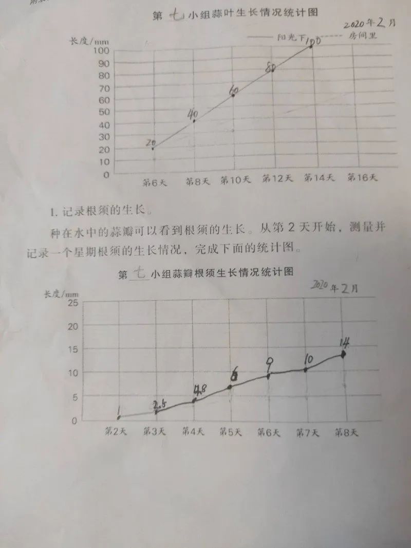 孩子们用照片,数据记录种植的过程以及蒜叶和蒜的根须生长的情况.