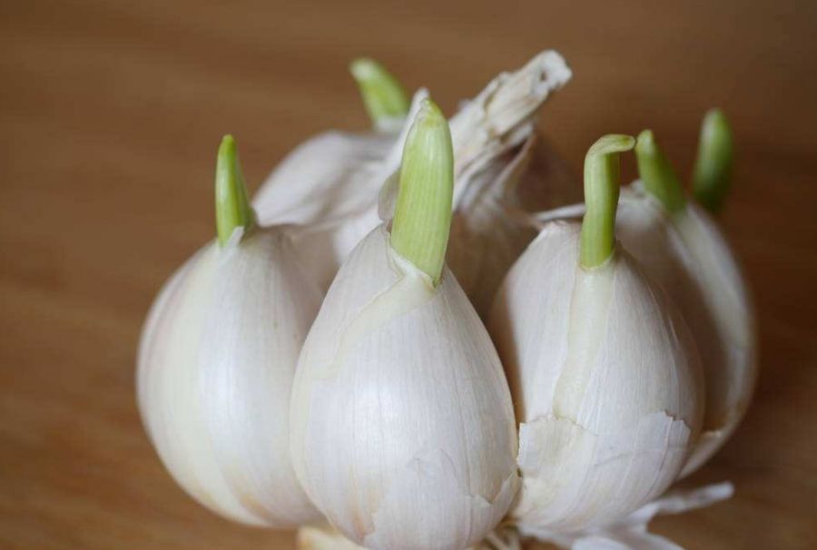 蒜头怎么种发芽最快 60853ca22be042d79e0e5e876b917038.jpeg