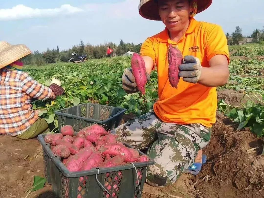 有利于地瓜的形成和膨大,以及糖分的积累