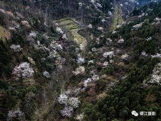 山山水水满山遍野的樱花数万亩野生樱花竞相绽放德江县楠杆乡阳春三月