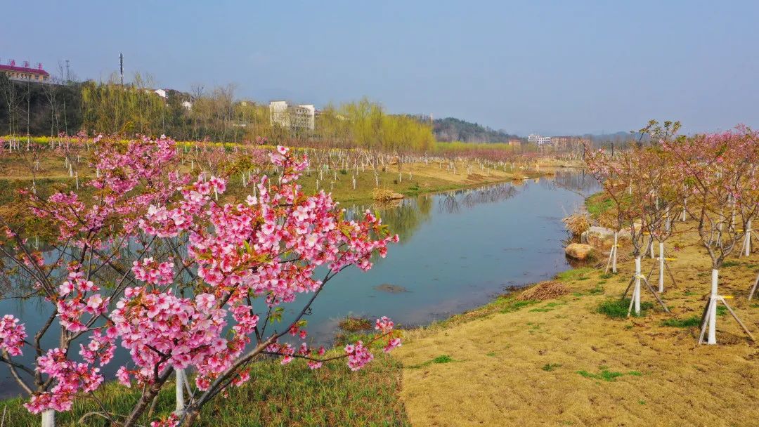 世纪广场上洒满暖阳,桃花岛上的油菜花和桃花灿然绽放,沮河公园的