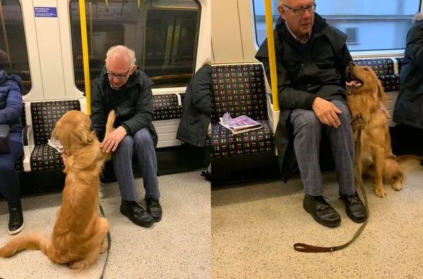 大金毛坐地铁遇到了“真爱”，铲屎官：感觉自己是偷狗的！