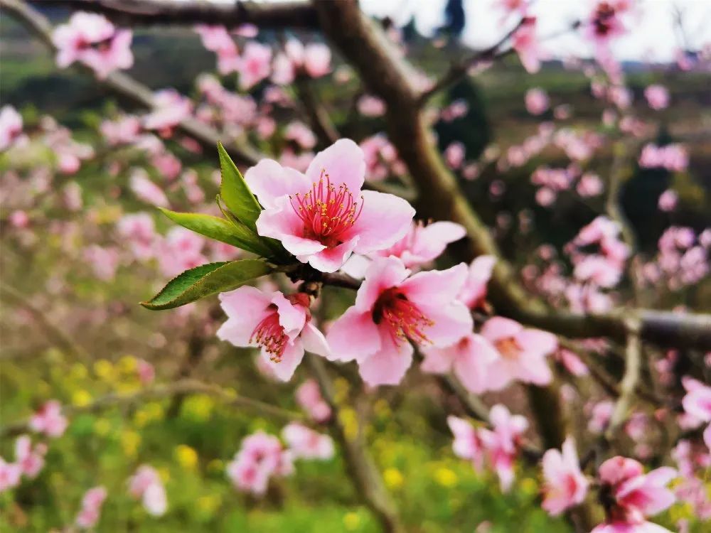 春已至花已开阳春好景藏不住春光花色满丹棱