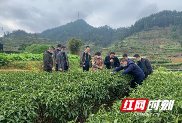湖南省农科院茶叶所专家赴吉首调研指导春季新茶生产