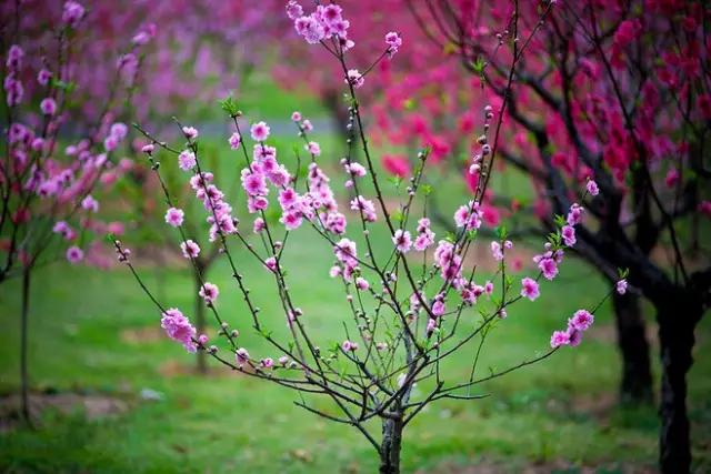 去年今日此门中人面桃花相映红出自哪首诗 90231354ad7747d1b1d763c11152bcbd.jpeg