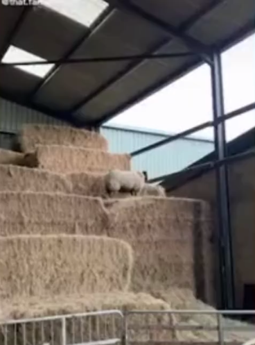 英国农场一绵羊爬上干草堆跳到屋顶欲逃跑