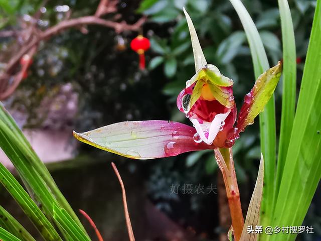 兰花开花过程图片 9a6999cd7e2044639d8cd41244cdfe3f.jpeg