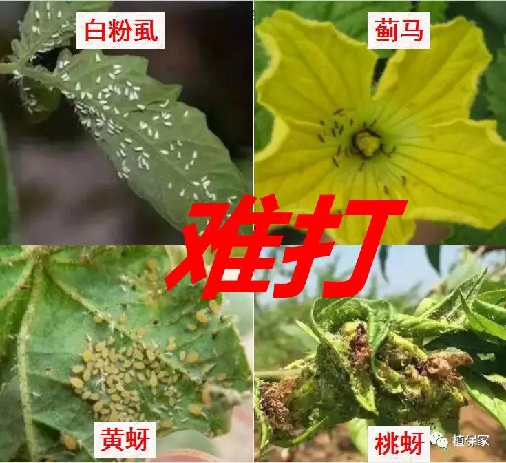 蚜虫蓟马白粉虱很难打学会这一招再难打的蚜虫也不怕