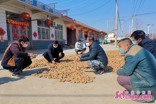 青岛平度市仁兆镇两手抓农业生产涌春潮