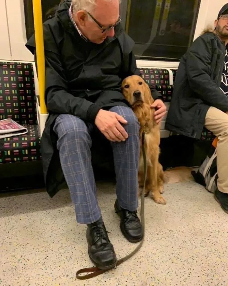大金毛坐地铁遇到了“真爱”，铲屎官：感觉自己是偷狗的！