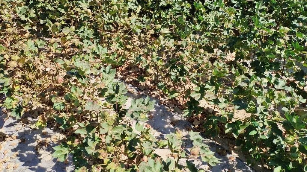 原创2020年第七师胡杨河市棉花主要病虫害发生趋势预报与防控建议