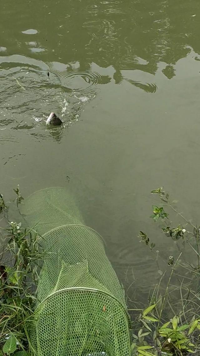 随便说说浅聊钓鱼封竿的几种典型问题