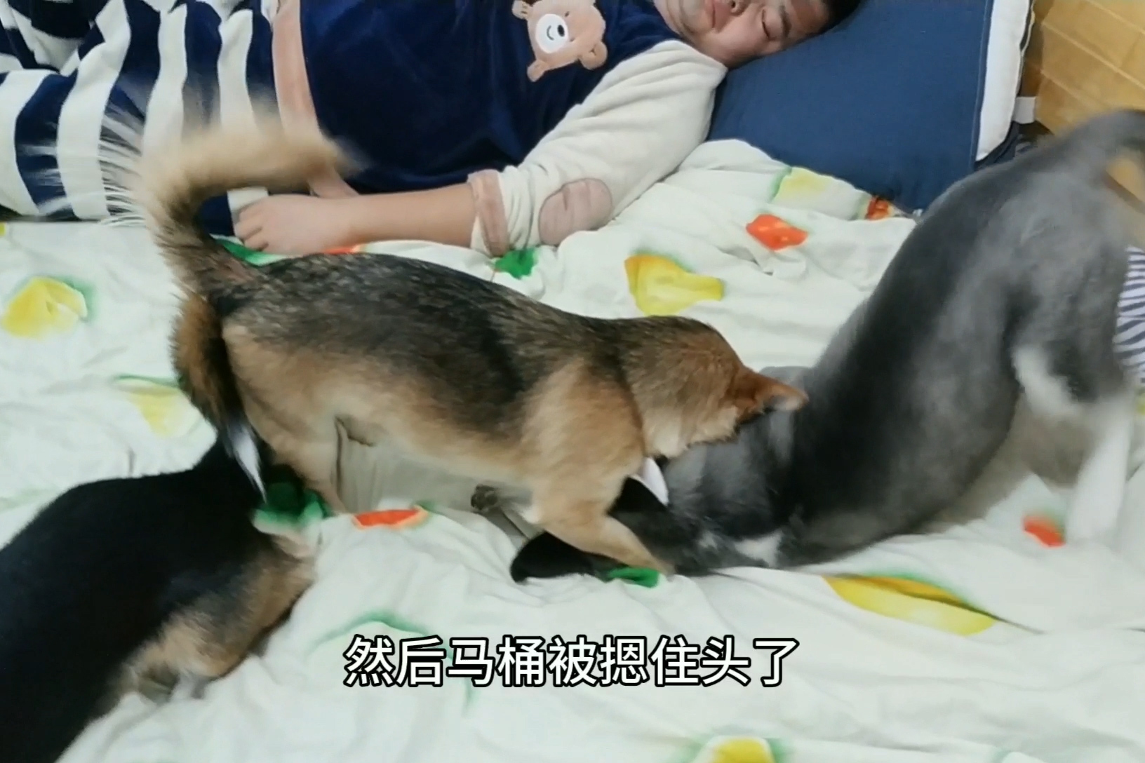 小黑小黄的幸福狗生
