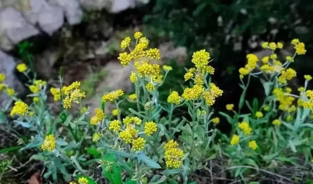 间采摘水牛花来做粑粑,其味芳香,食之可口,想到这我就忍不住流口水。