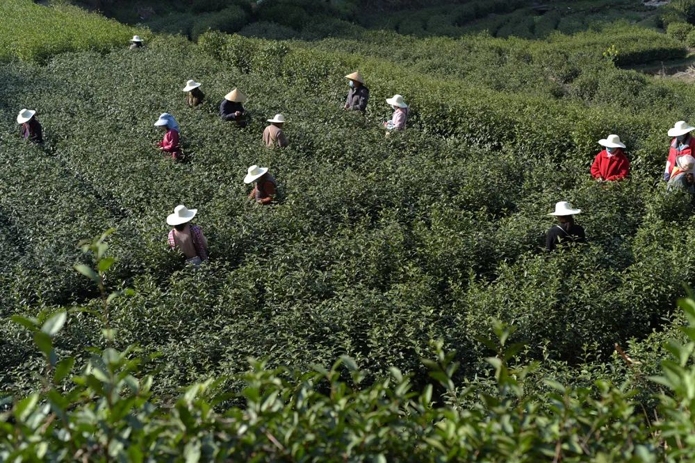 3月5日,拍摄的岳西县菖蒲镇毛畈村茶农在高标准茶园里采摘今年第一批