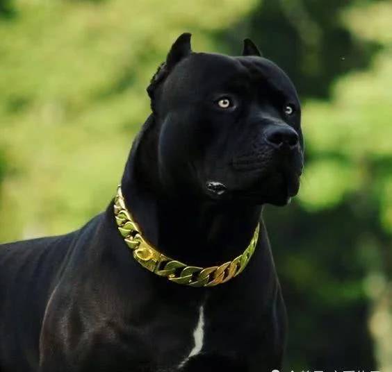新型猛犬问世融入黑豹基因将取代罗威纳犬成为顶级防暴犬