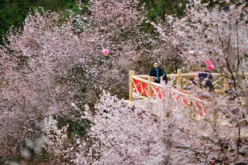 就在近日 天子地景区的野樱花一夜之间全部盛开啦~ 2020年的初春