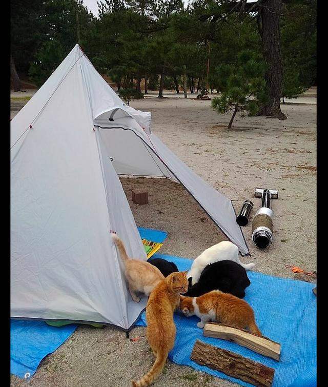 猫咪：没想到却招来一群猫咪，猫：帐篷我们征用了网友准备露营搭帐篷