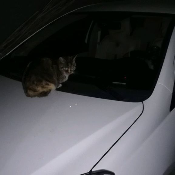 主子：爱在主子汽车上过夜。网友养了只奇葩猫