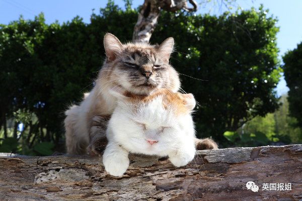 一只日本土猫的离世，为何让中国网友哭崩了