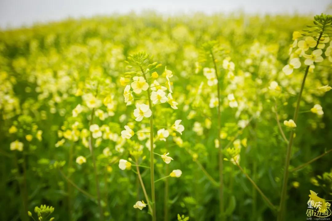 黄黄黄黄黄了!全重庆最美油菜花都在这儿!