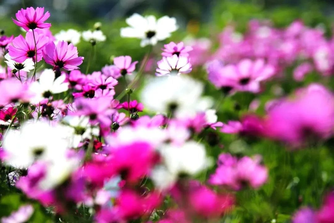 最美的花送给最美的你什么意思 20fbc36a5be4483594b9ab0a46012c41.jpeg