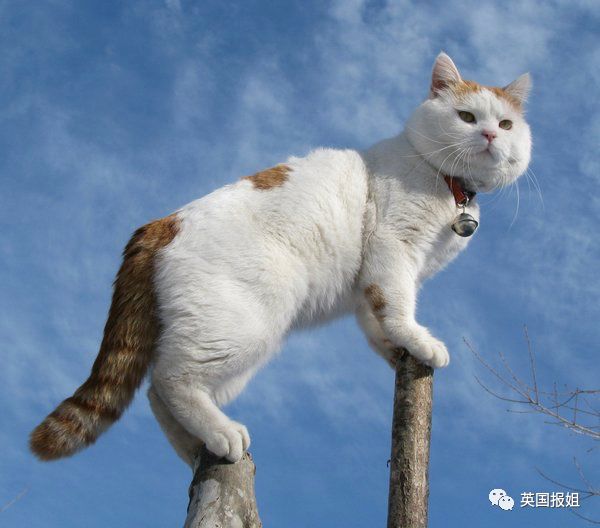 一只日本土猫的离世，为何让中国网友哭崩了