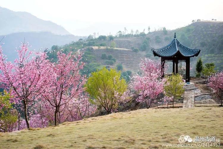 温州楠溪雁楠逸园樱花三月正是花海浪漫醉美时