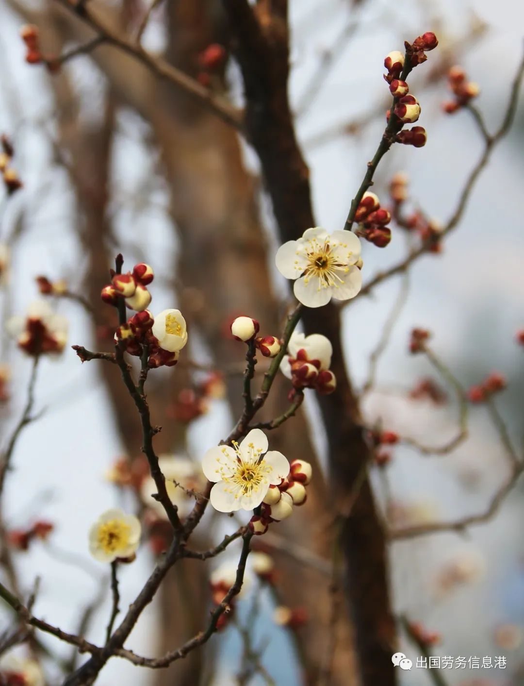 女神节日春风摇曳日升家园杏梅花开