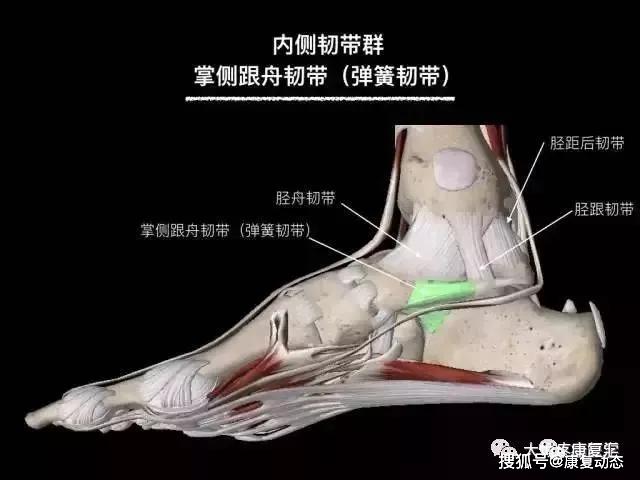 外侧楔骨,10 蚓状肌,11 跗骨背侧韧带,12 拇收肌(斜头),13 舟骨,14