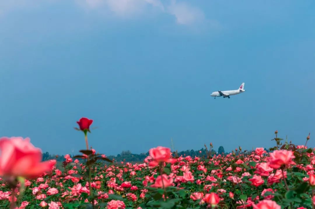 蔚然花海
