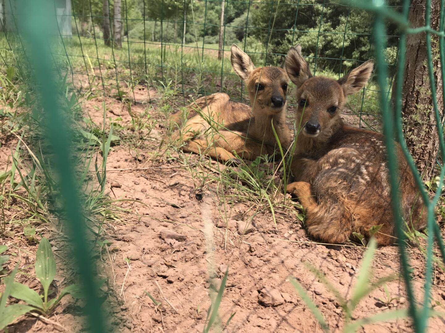 一只狗俩柿子猜成语_国画柿子(3)