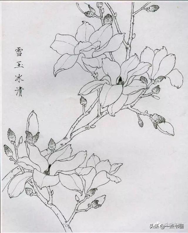 玉兰花工笔白描画稿分享