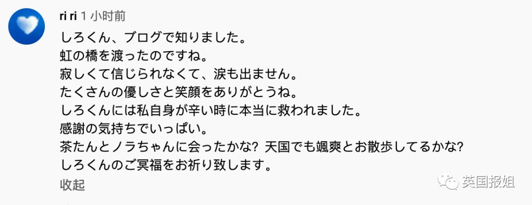 一只日本土猫的离世，为何让中国网友哭崩了