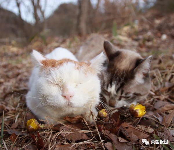 一只日本土猫的离世，为何让中国网友哭崩了