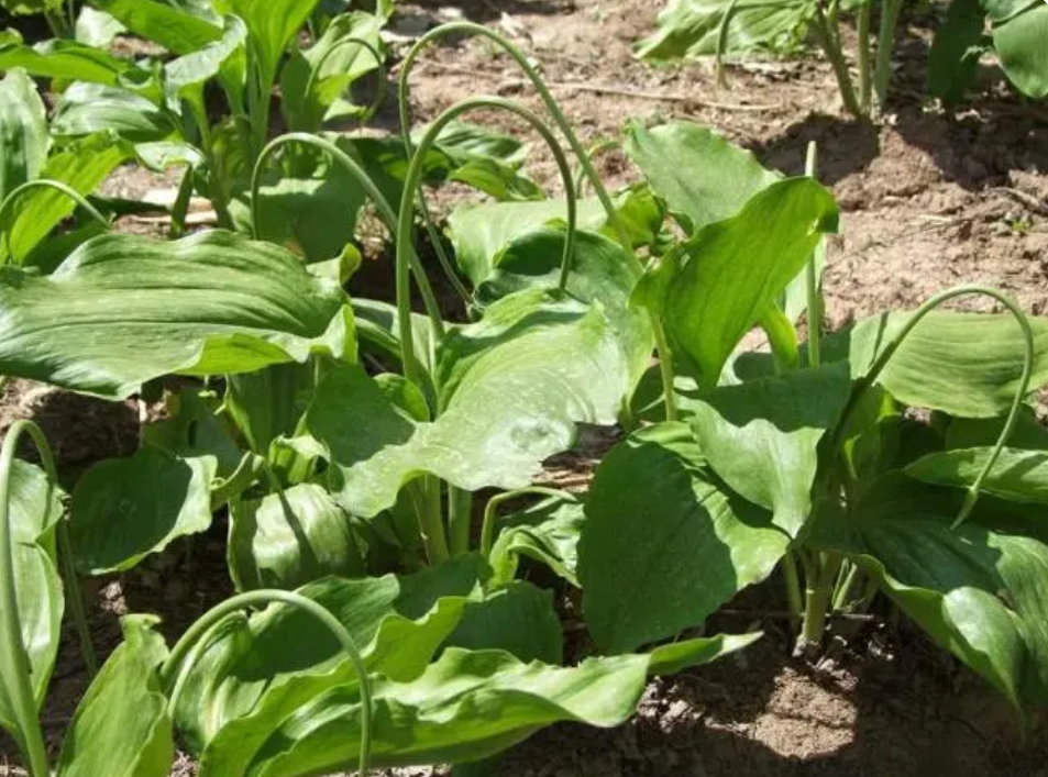 纯绿色食品山林里最美味6大野菜,你吃过吗?_鹿耳韭