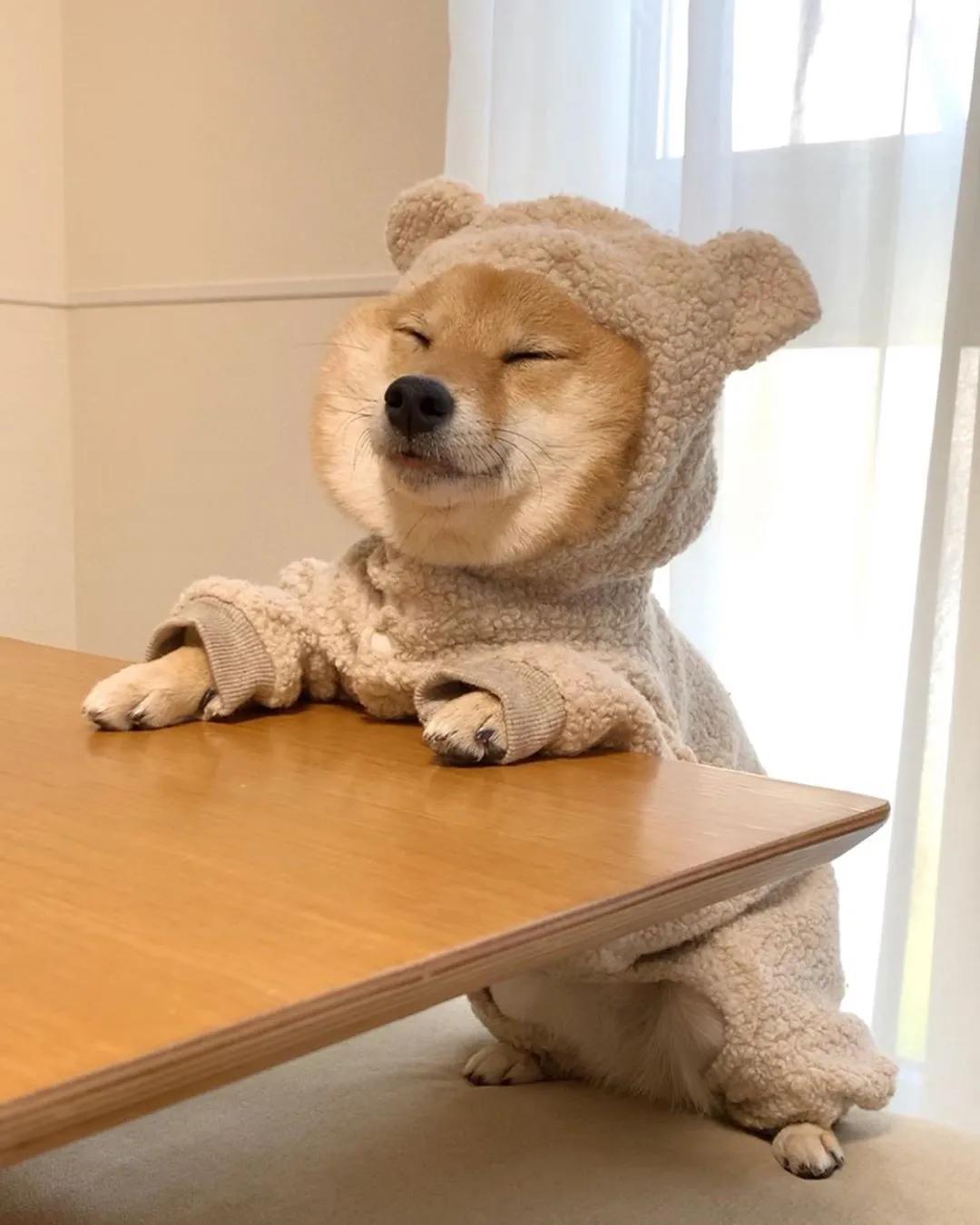 看看这只柴,像不像在家躺了一个月的你?_柴犬