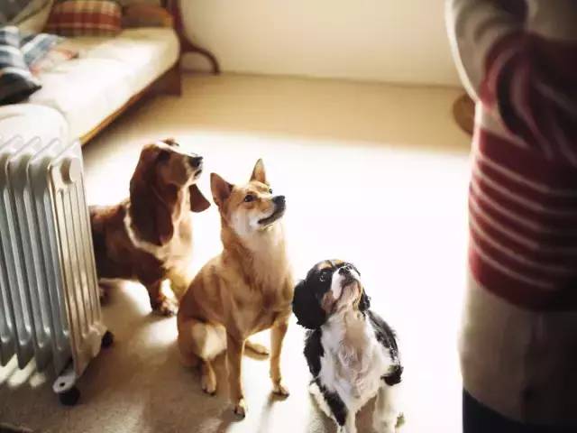 499cb201284c433f9101257a73752fc5.jpeg
