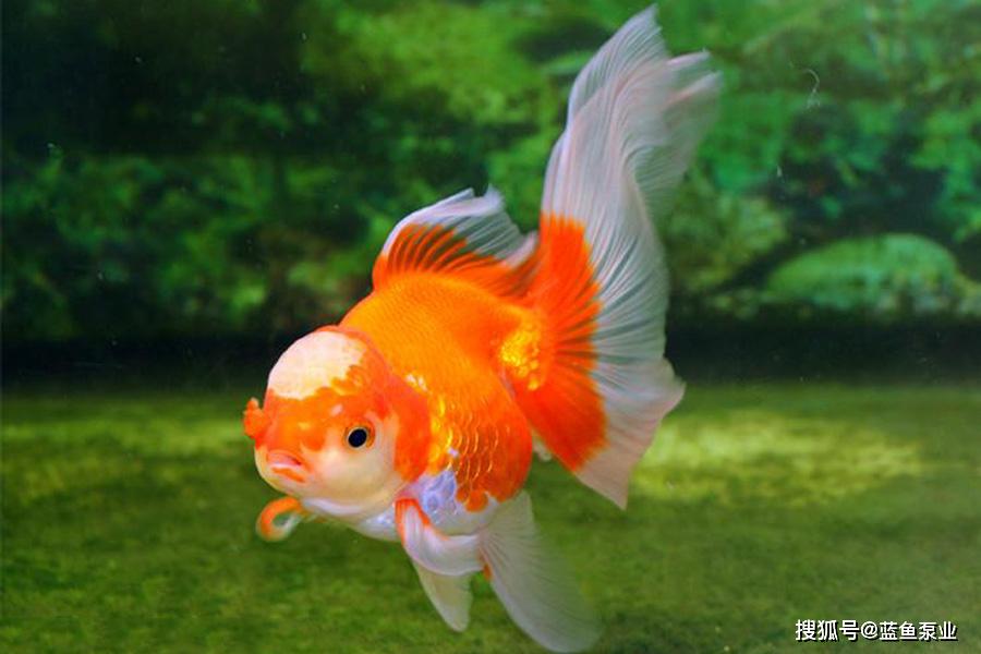 导致金鱼褪色的原因及金鱼颜色鲜艳养成方法