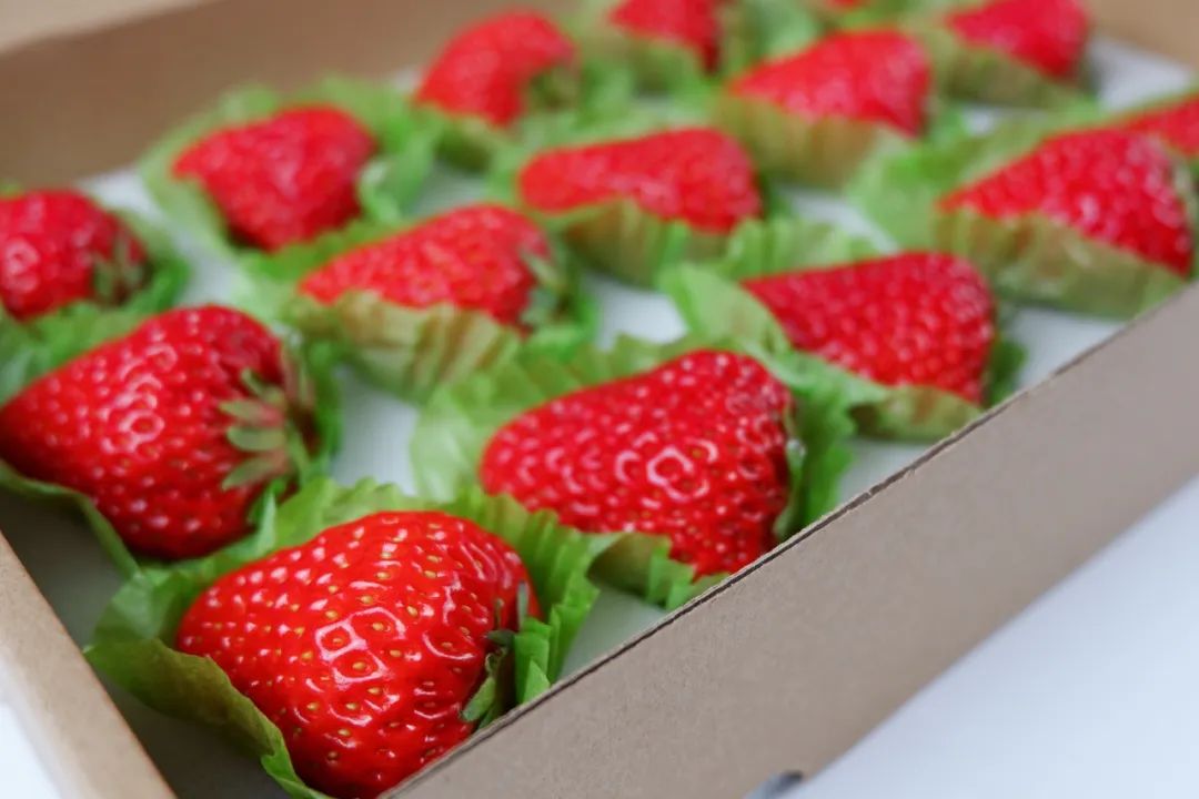 上海囡囡们的朋友圈都在晒的草莓