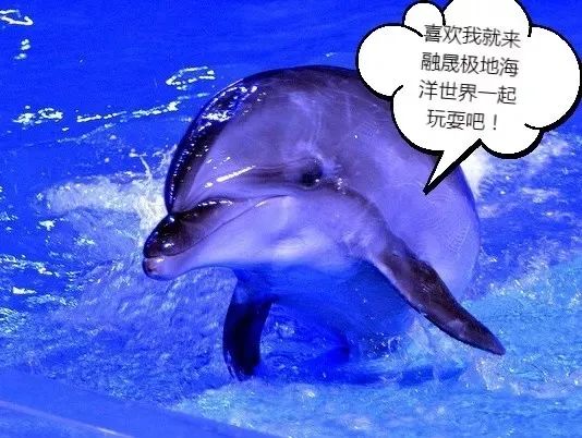 云萌宠直播女神节看海豚小宝贝直播花式表白萌化你的心