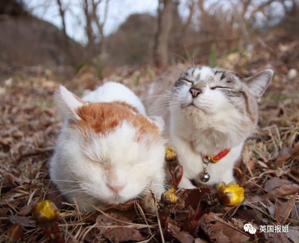 一只日本土猫的离世，为何让中国网友哭崩了