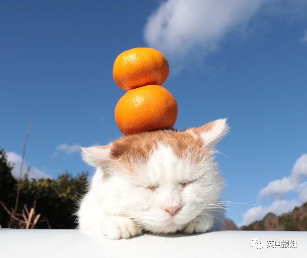 一只日本土猫的离世，为何让中国网友哭崩了