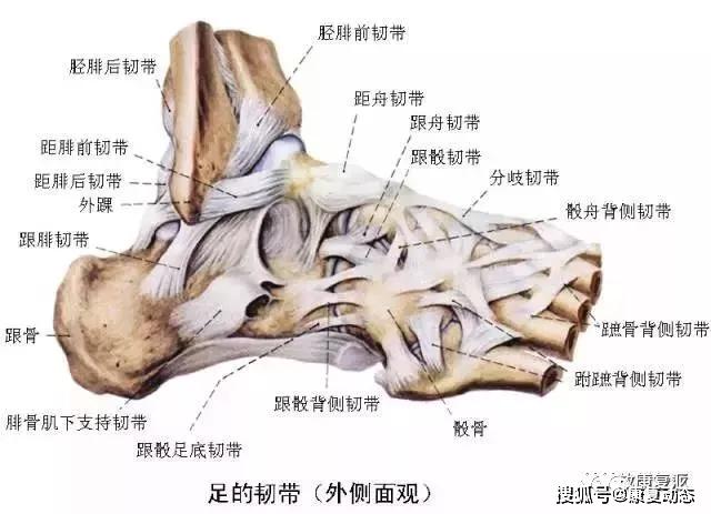 8 距小腿关节(踝关节),9 背侧关节囊,10 内侧韧带(三角韧带),11 距骨
