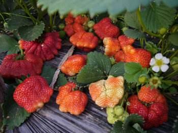 草莓形状不均匀,畸形,是被激素催大的?并不是,可以放心吃
