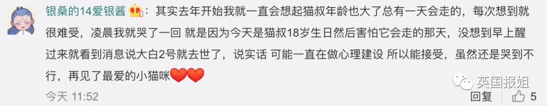 一只日本土猫的离世，为何让中国网友哭崩了