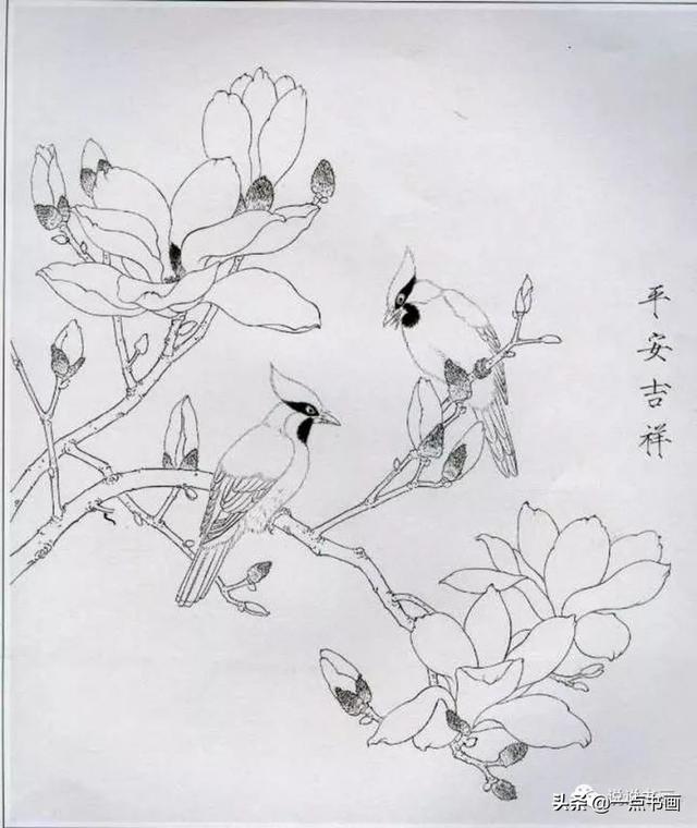 玉兰花工笔白描画稿分享